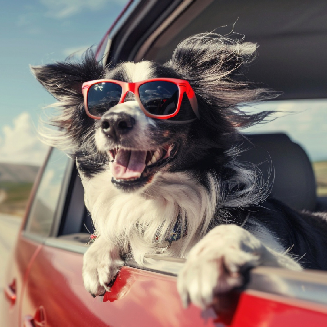 8 Barang Wajib Dibawa saat Liburan dengan Anabul