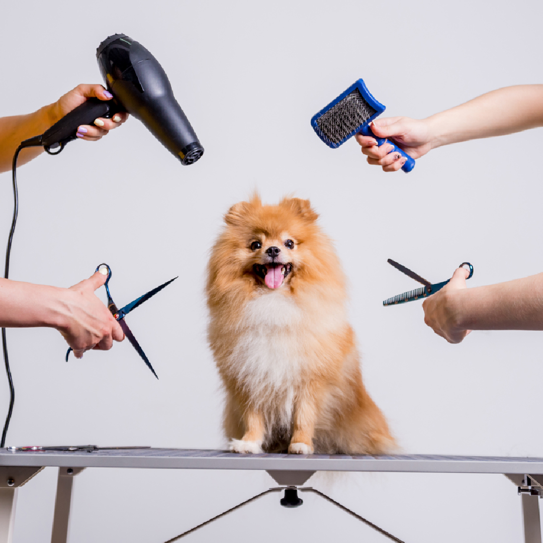 Ini dia Pentingnya Grooming Sebelum Liburan Tahun Baru