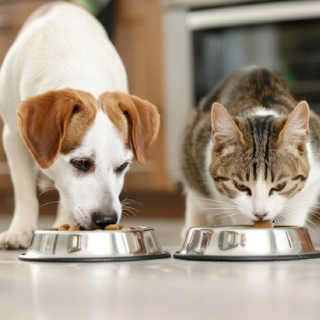 Tips Diet Sehat untuk Anabul