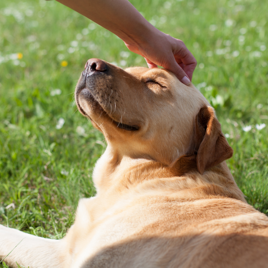 Checklist Kebutuhan Anjing selama 1 Bulan