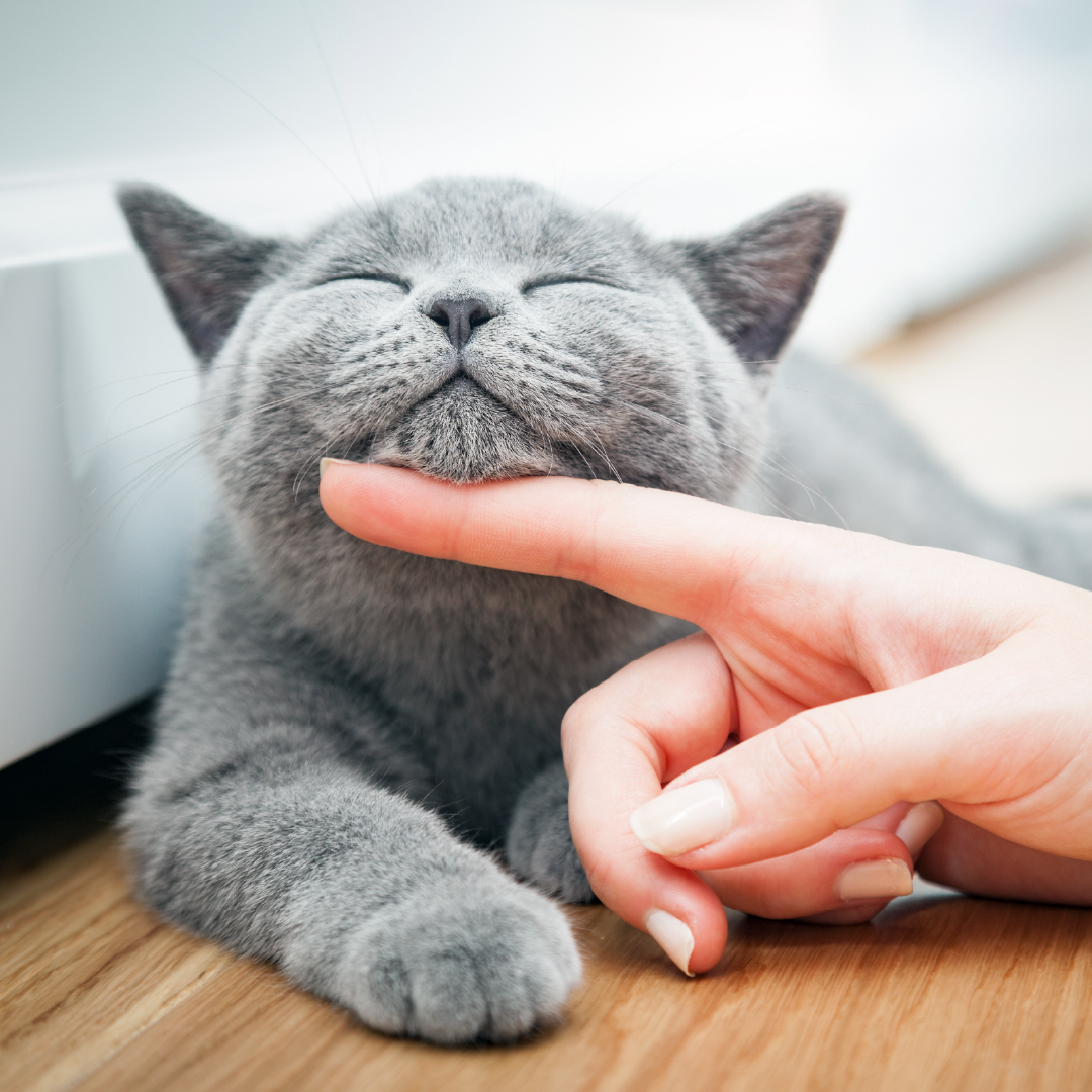 Checklist Kebutuhan Kucing selama 1 Bulan