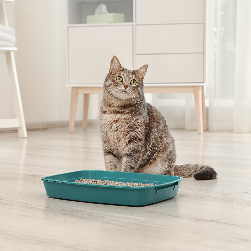 5 Rekomendasi Pasir Kucing Gumpal