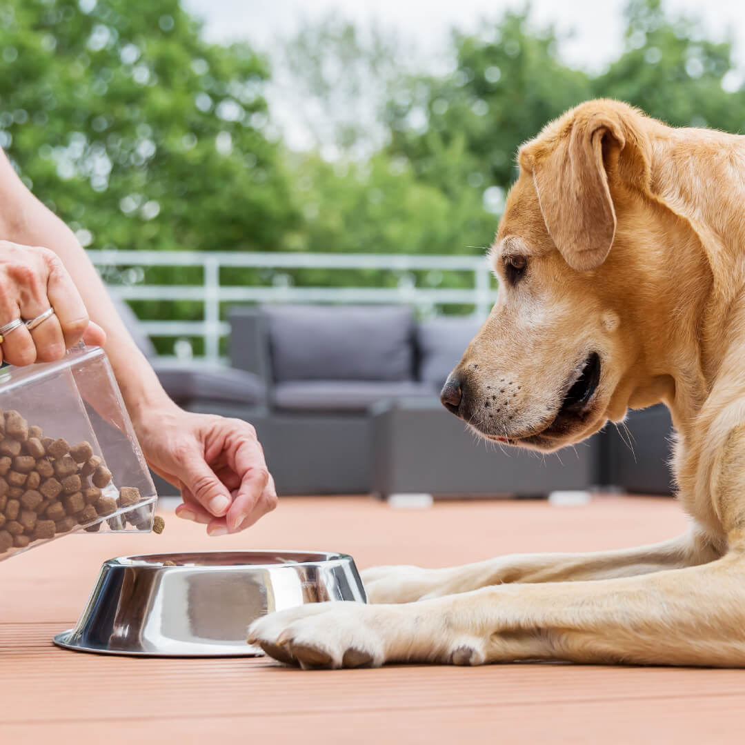 5 Tips Memilih Makanan Anjing Sesuai Usia & Berat Badan
