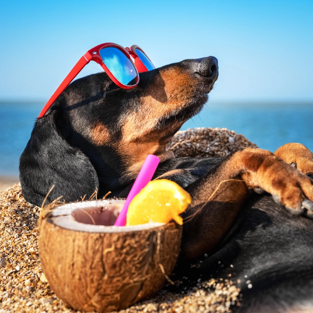 4 Tips Penting Jalan-Jalan Libur Natal Bareng Anabul